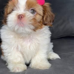 JESSY- 10 WEEKS OLD FEMALE