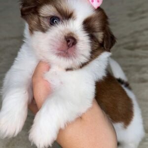 TESSY-10 WEEKS OLD FEMALE