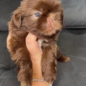 CELIA- 9 WEEKS OLD FEMALE