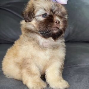 Bella – Female 9 Weeks Old