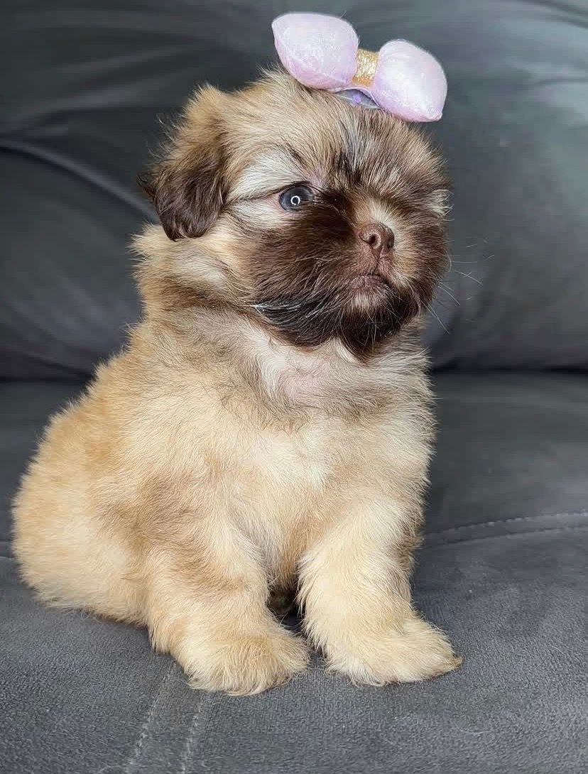 Bella – Female 9 Weeks Old