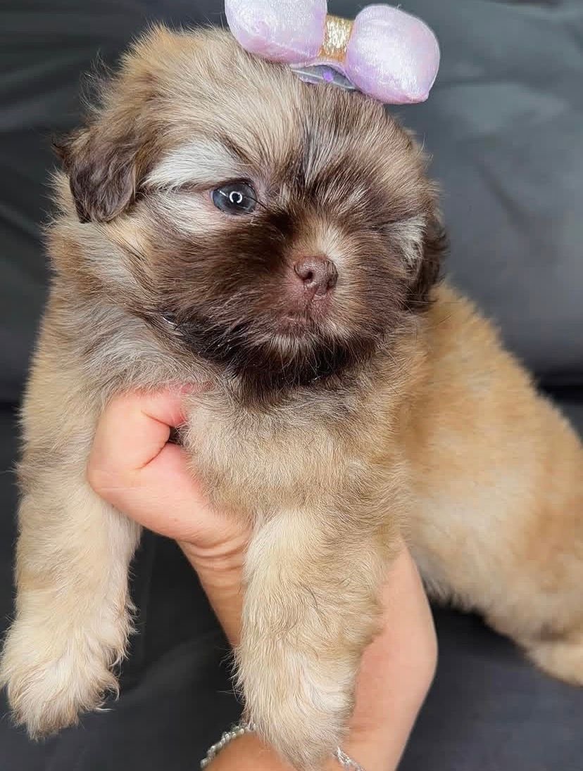 Bella – Female 9 Weeks Old - Image 3