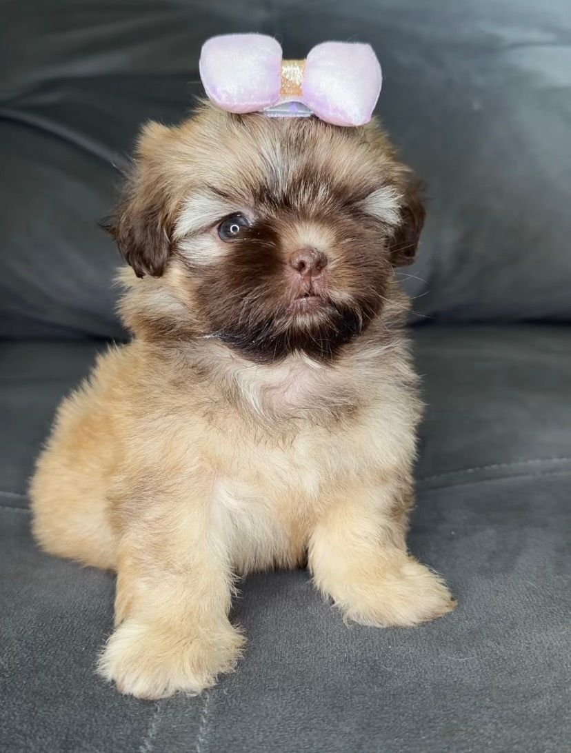 Bella – Female 9 Weeks Old - Image 4