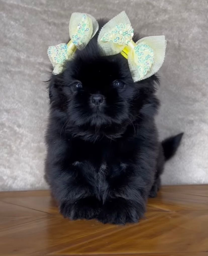 Luna – Female 9 Weeks Old - Image 3