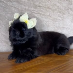 Luna – Female  9 Weeks Old