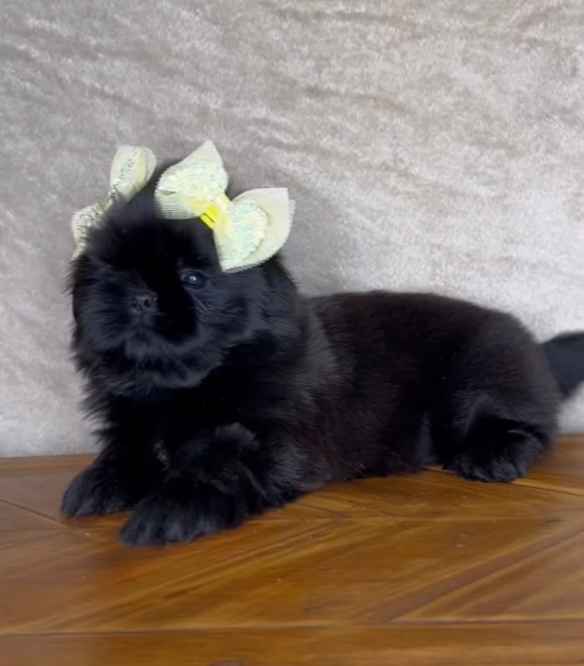 Luna – Female 9 Weeks Old