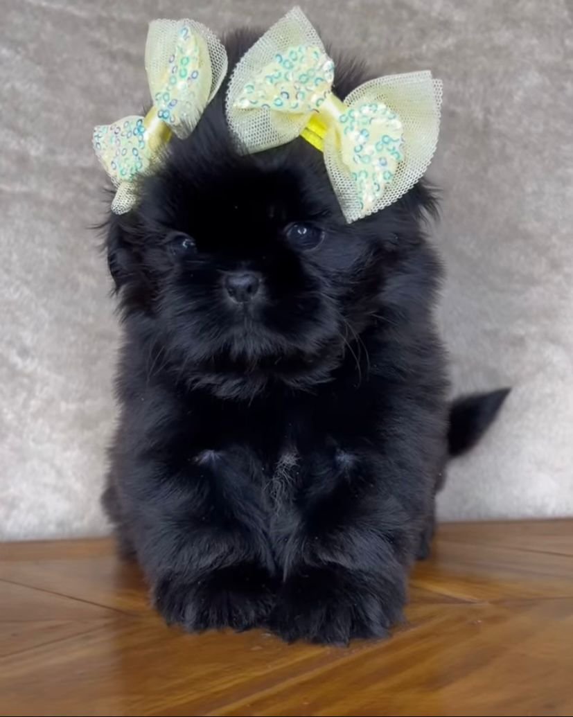 Luna – Female 9 Weeks Old - Image 5