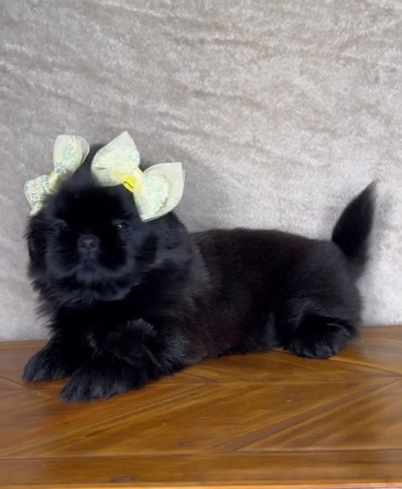 Luna – Female 9 Weeks Old - Image 6