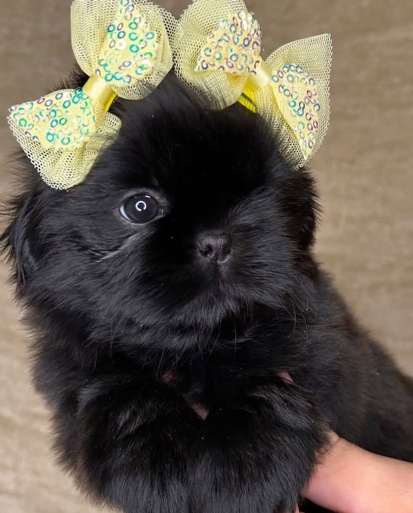 Luna – Female 9 Weeks Old - Image 7