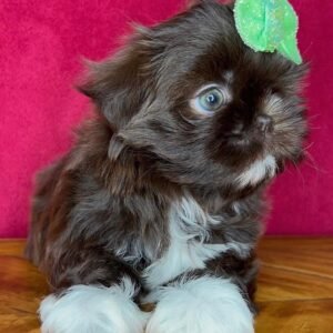 Daisy – Female  9 Weeks Old