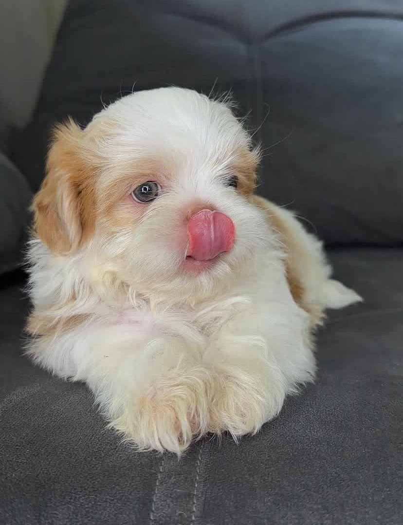 Max – Male 9 Weeks Old - Image 2