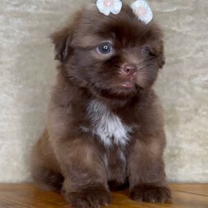 Coco – Female  9 Weeks Old