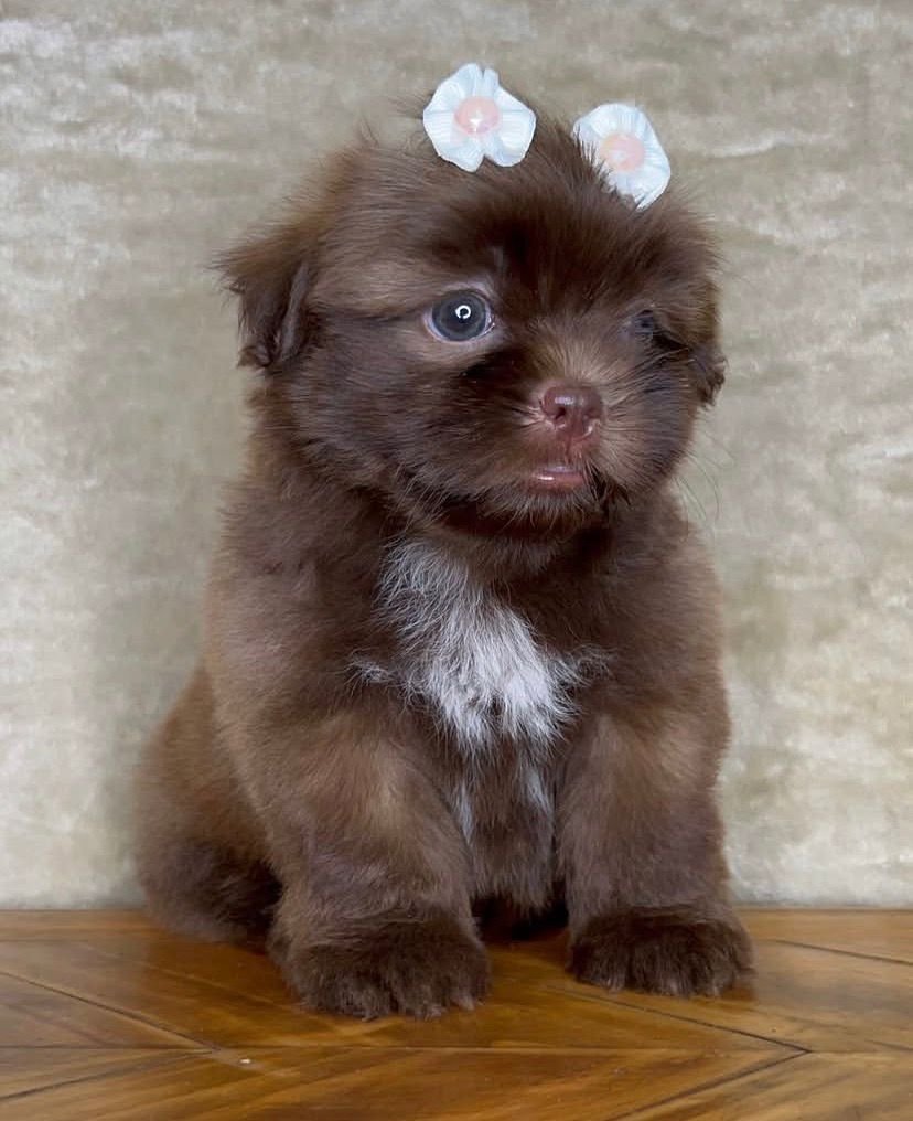 Coco – Female 9 Weeks Old