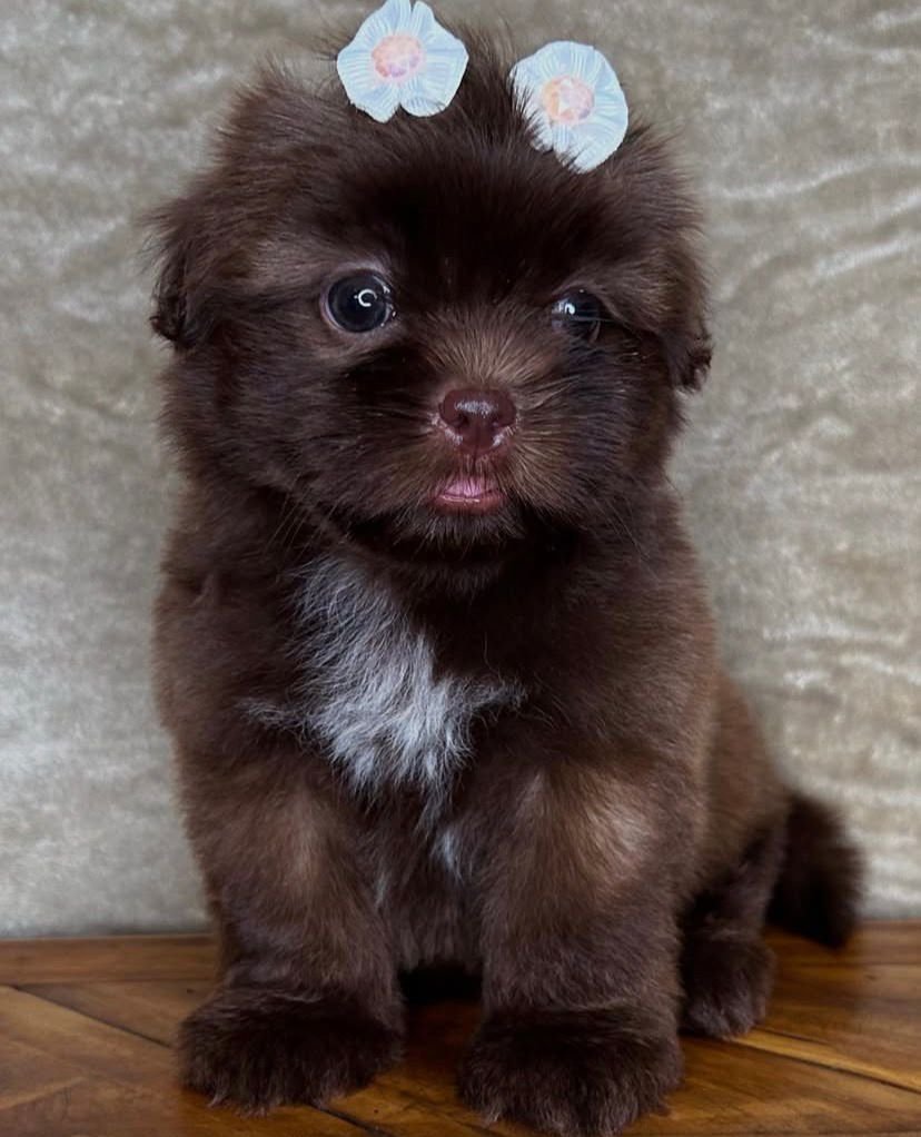 Coco – Female 9 Weeks Old - Image 3