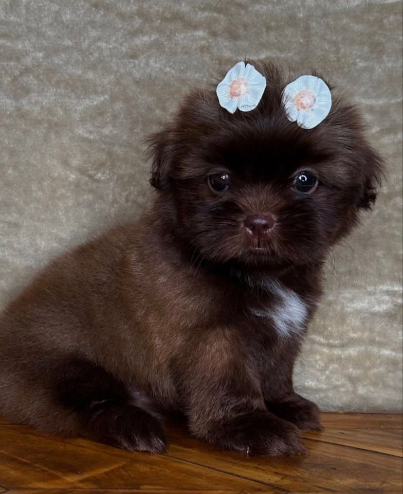 Coco – Female 9 Weeks Old - Image 4