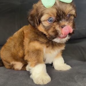 Ruby – Female  9 Weeks Old