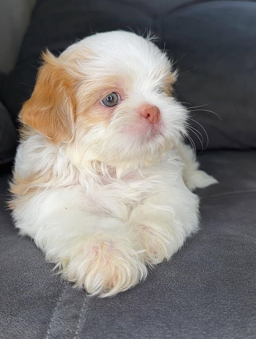 Max – Male 9 Weeks Old - Image 3