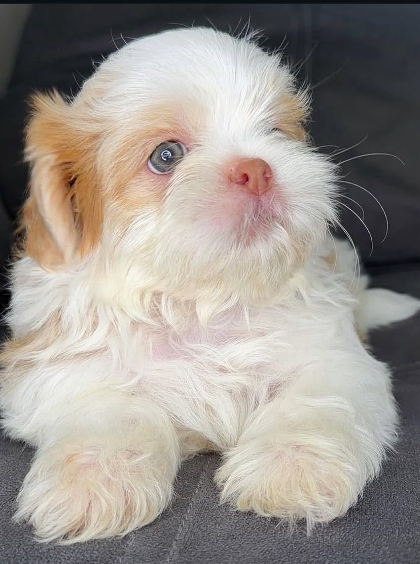 Max – Male 9 Weeks Old - Image 4