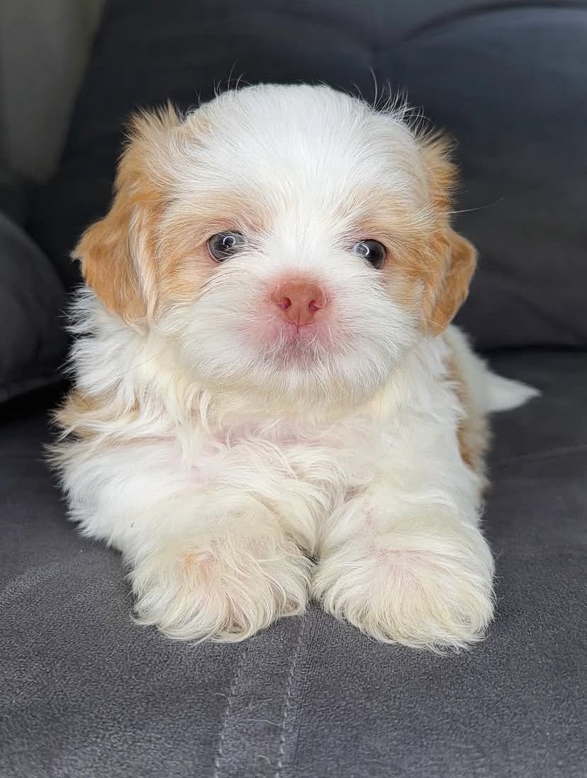 Max – Male 9 Weeks Old - Image 5