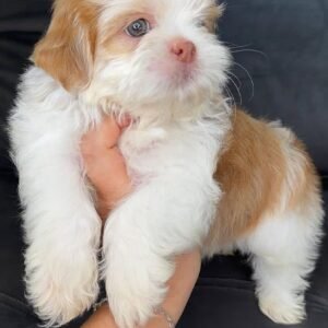 Max – Male  9 Weeks Old