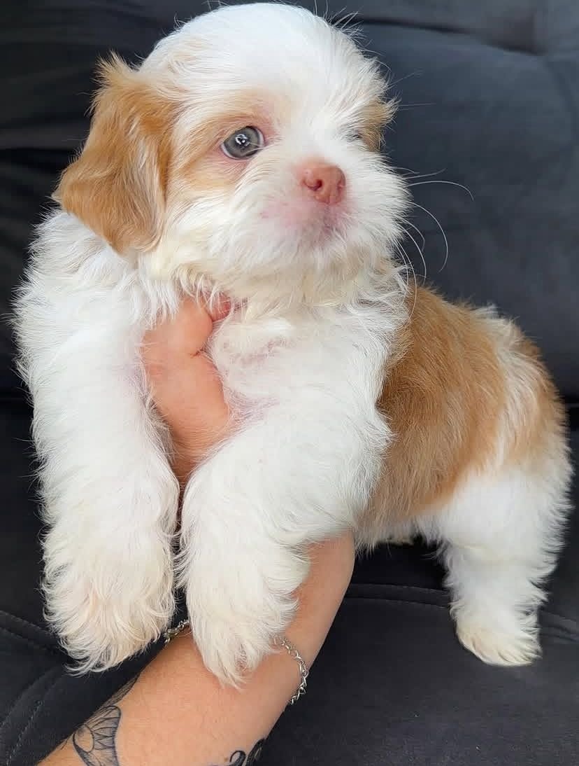 Max – Male 9 Weeks Old