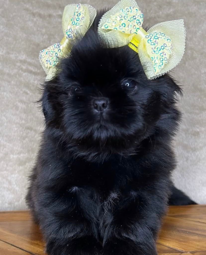 Luna – Female 9 Weeks Old - Image 2