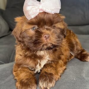 Lulu
