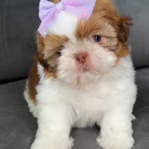 Cookie – Female 11 Weeks Old
