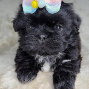 Luna – Female 11 Weeks Old